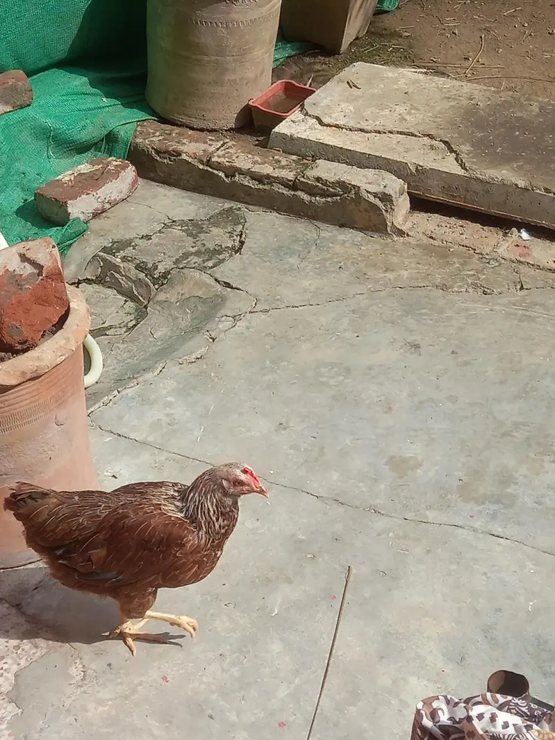 desi murga and murgi — photo 9