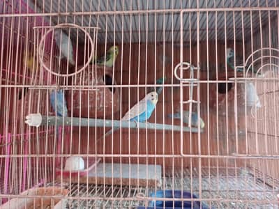 Australian Budgies