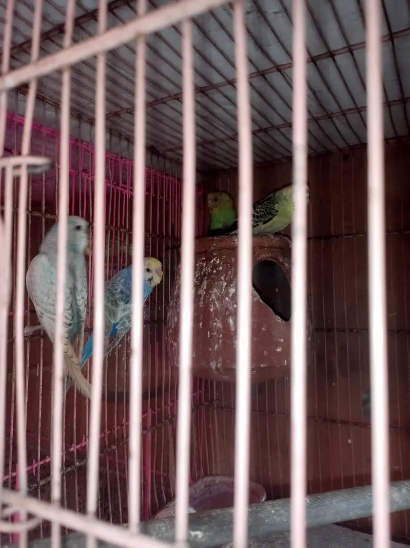 Australian Budgies — photo 2