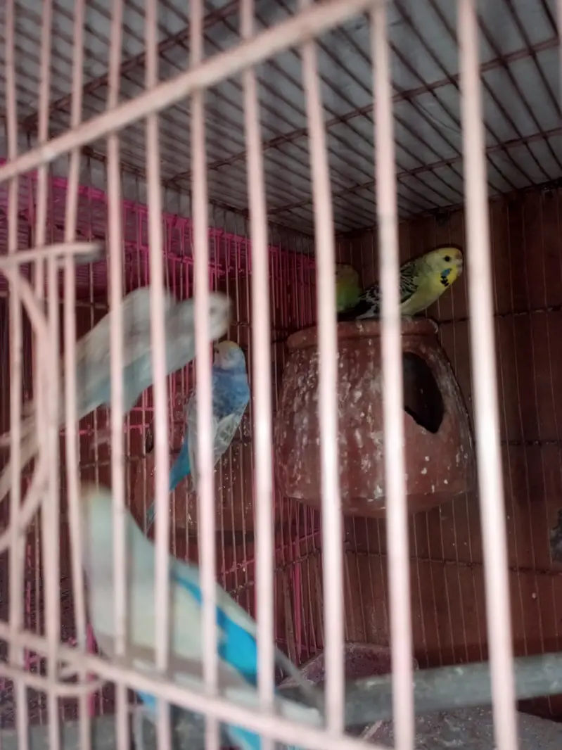Australian Budgies — photo 3