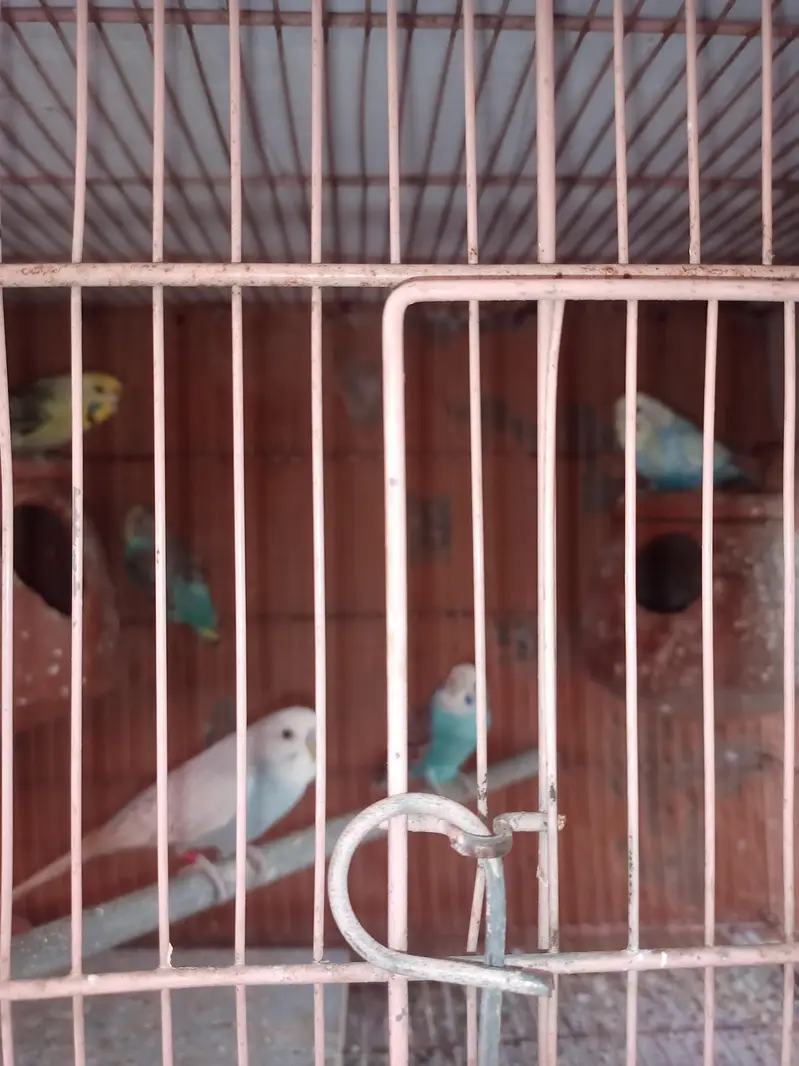 Australian Budgies — photo 4