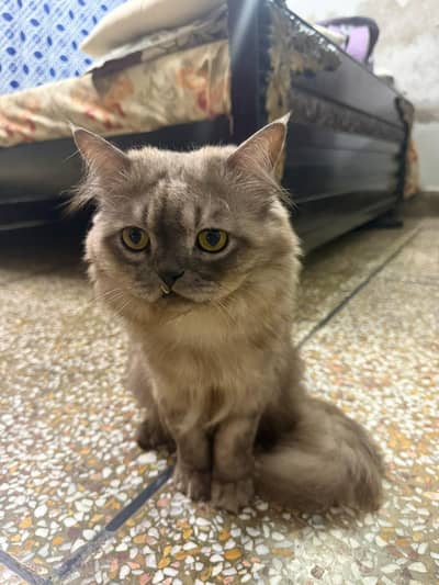 Beautiful Persian cat for sale