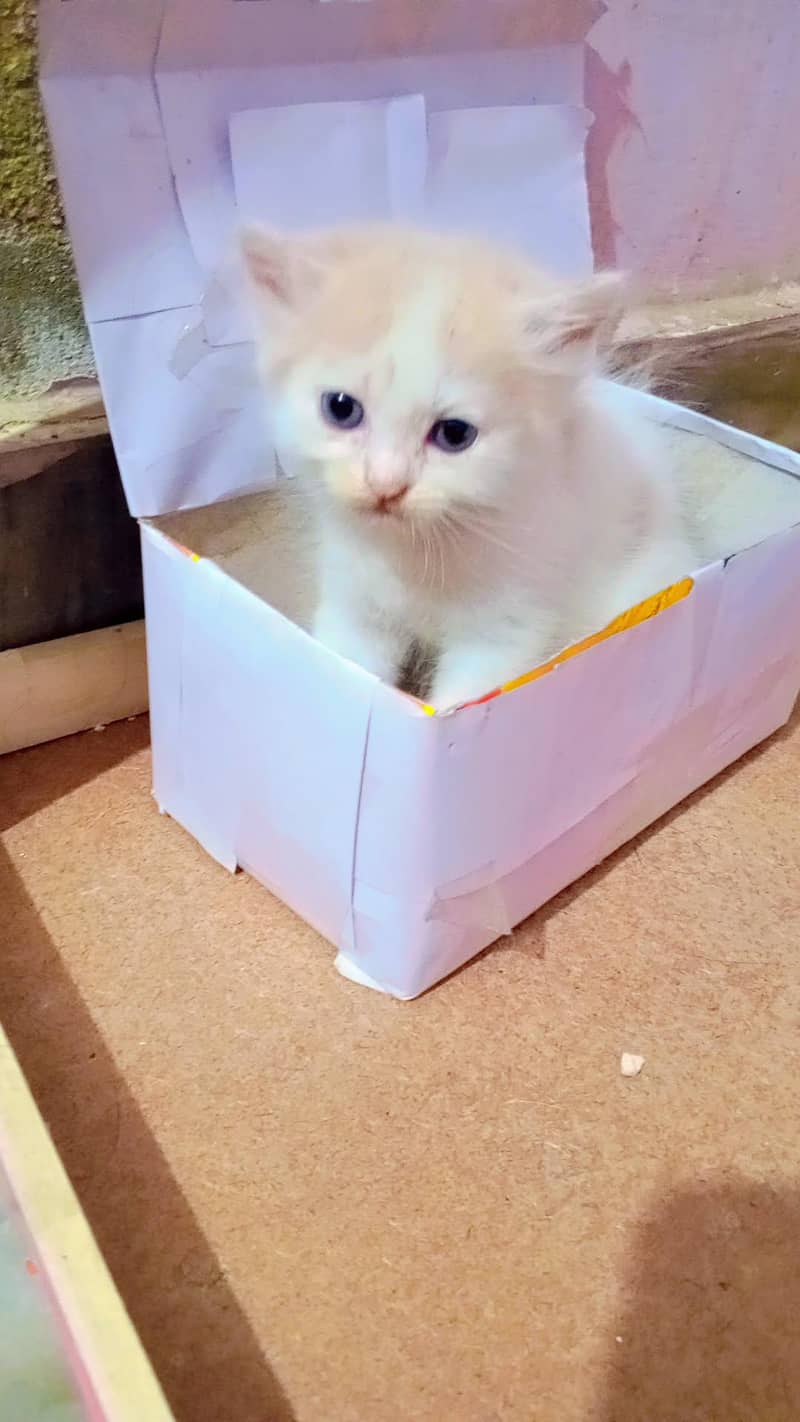 kittens 0