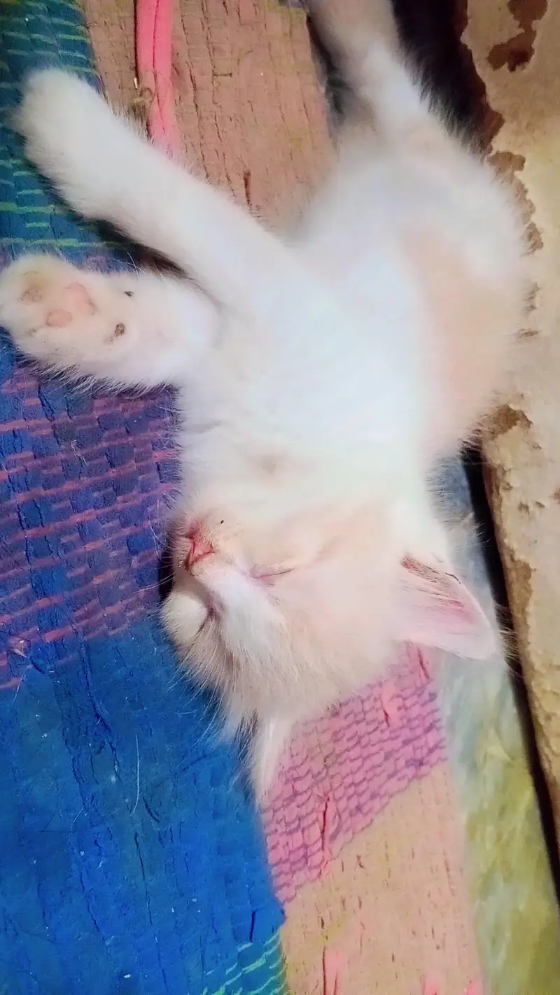kittens — photo 2