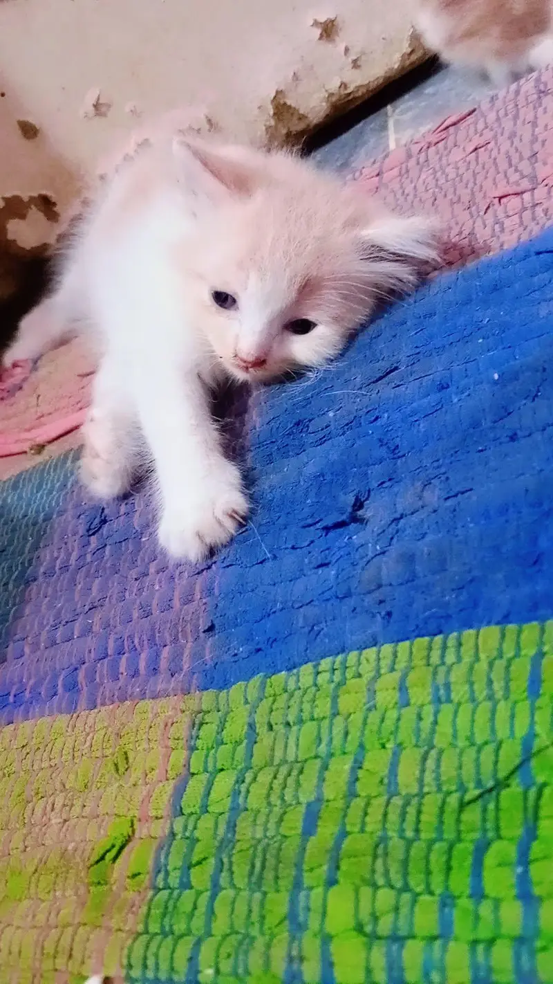 kittens — photo 3