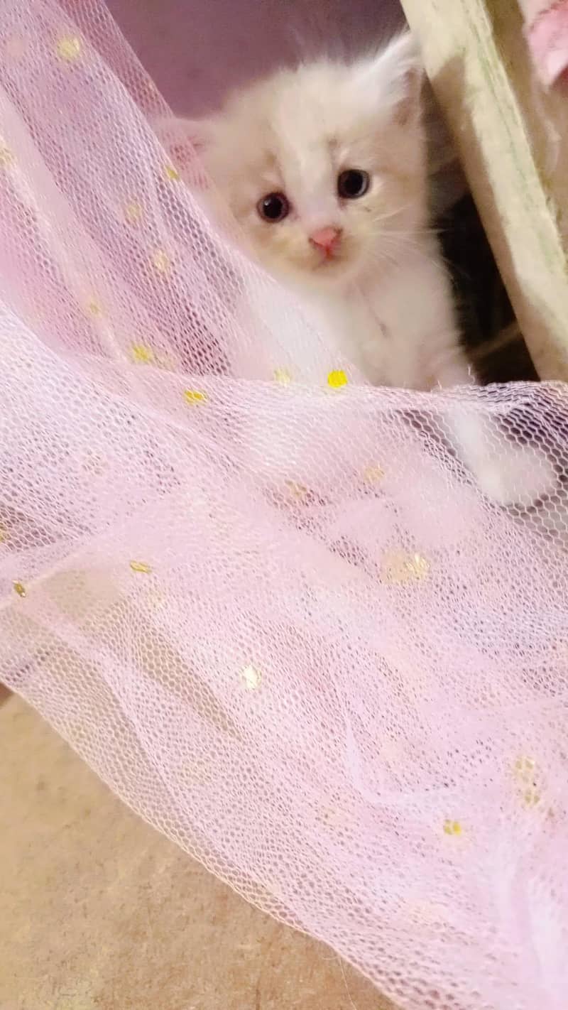 kittens 3