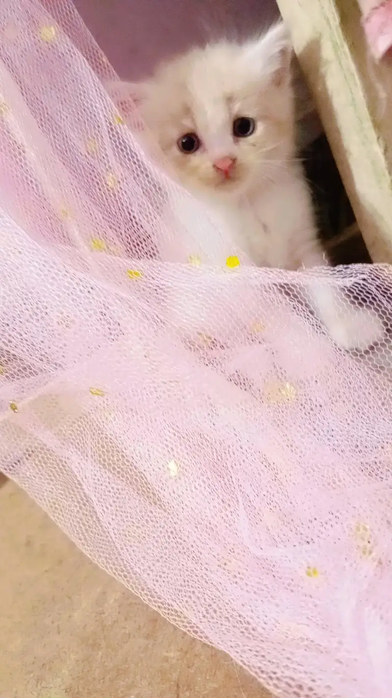 kittens — photo 4