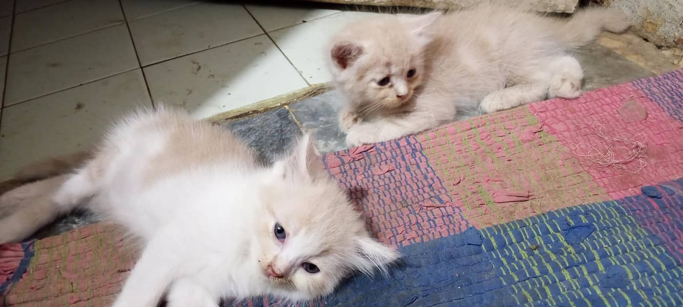 kittens 4