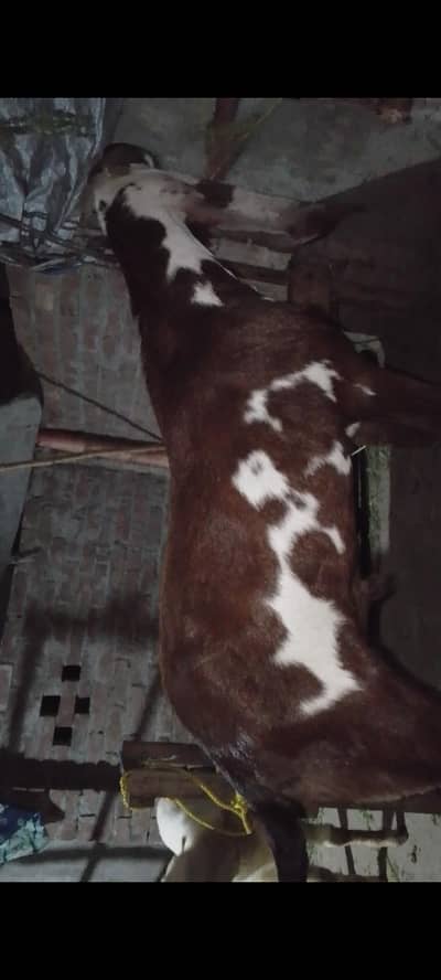ambarsary Bakra beetle