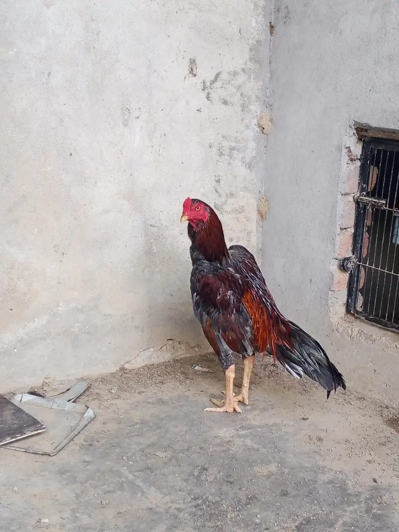 bhot acha patha ha 03450974937 — photo 2