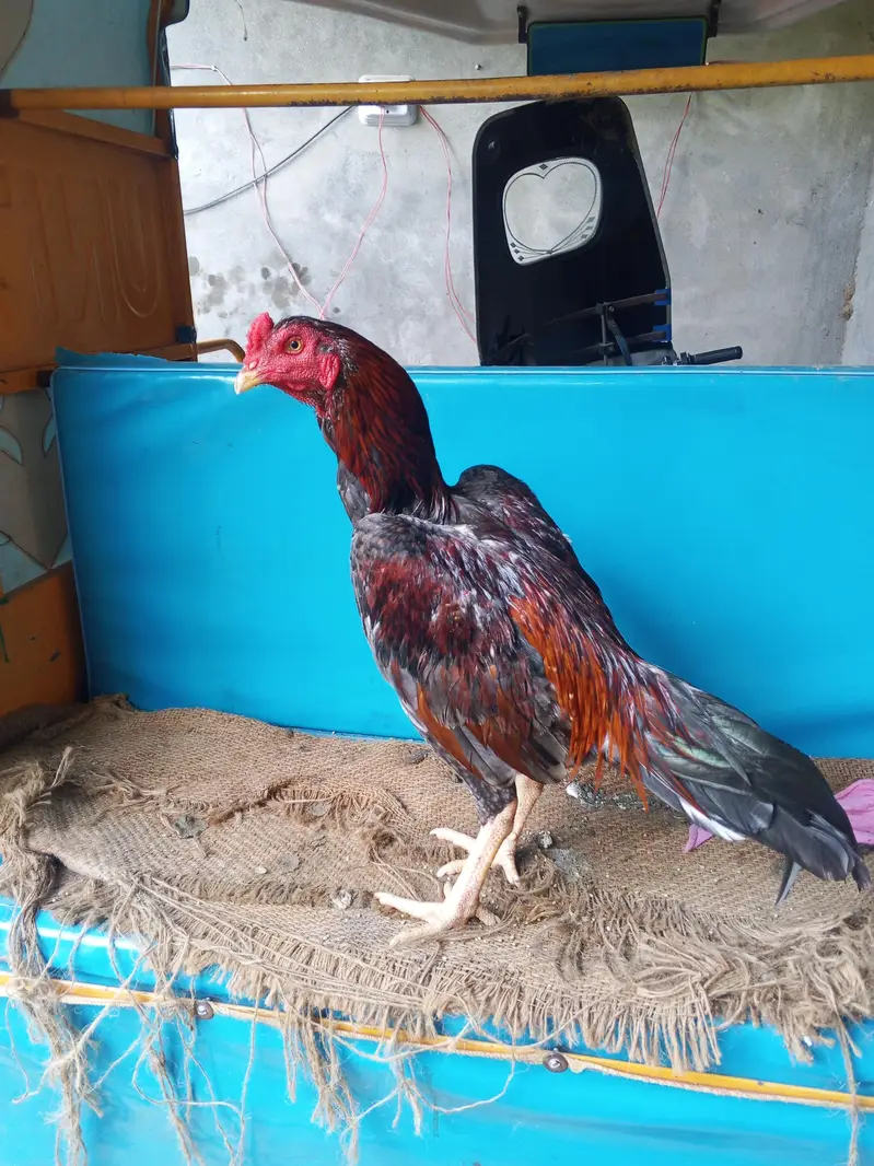 bhot acha patha ha 03450974937 — photo 3