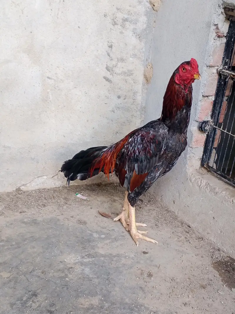 bhot acha patha ha 03450974937 — photo 5