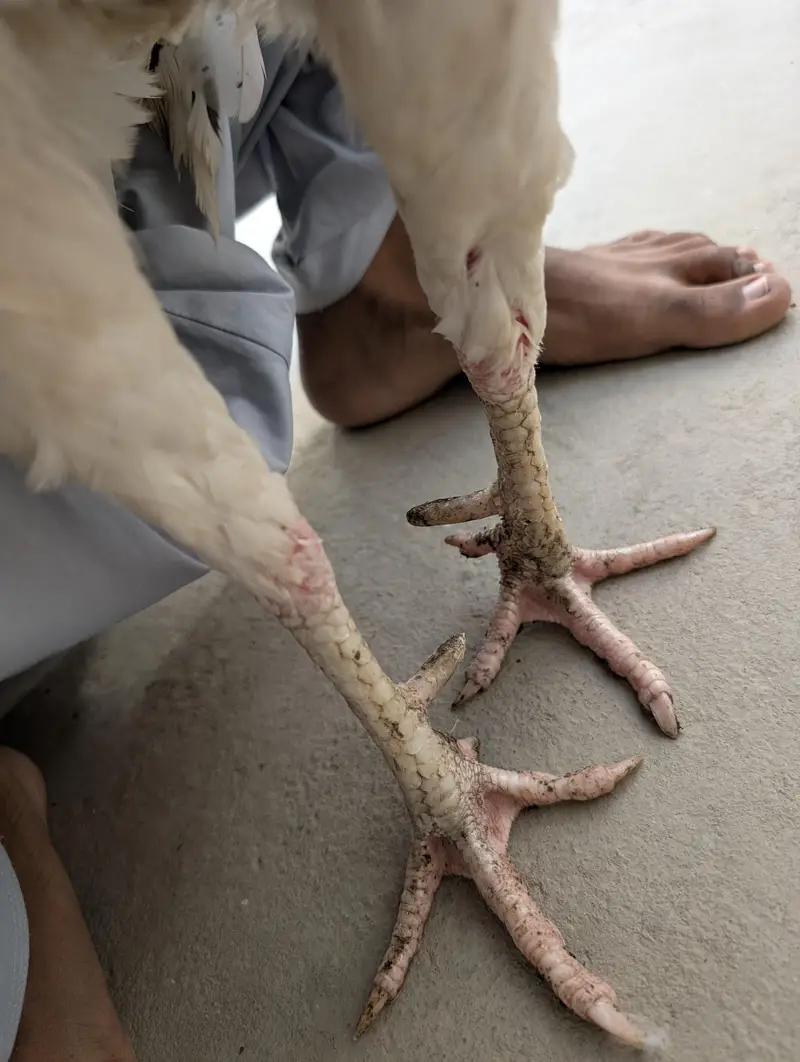 4 pathy or ek murga hai — photo 2