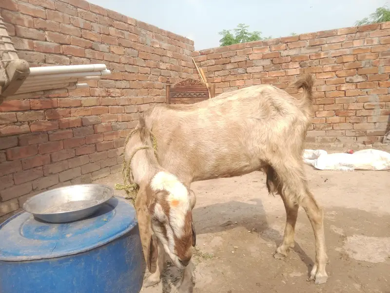 urgent God for sale contact number 03206819426 WhatsApp scan — photo 4
