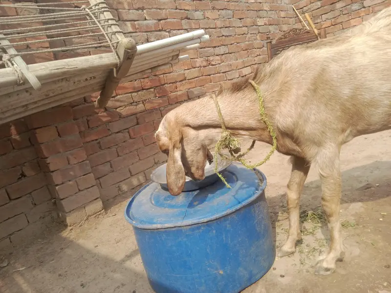 urgent God for sale contact number 03206819426 WhatsApp scan — photo 5