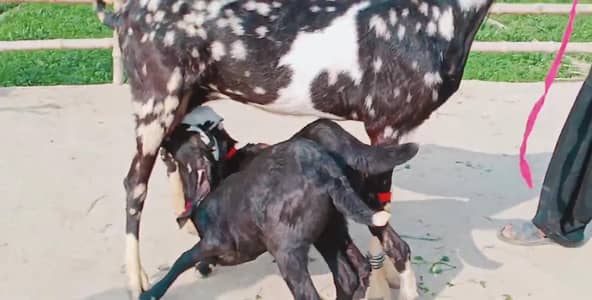 2 Bacchon ka sath Desi Bakri For Sale/ 03279583582