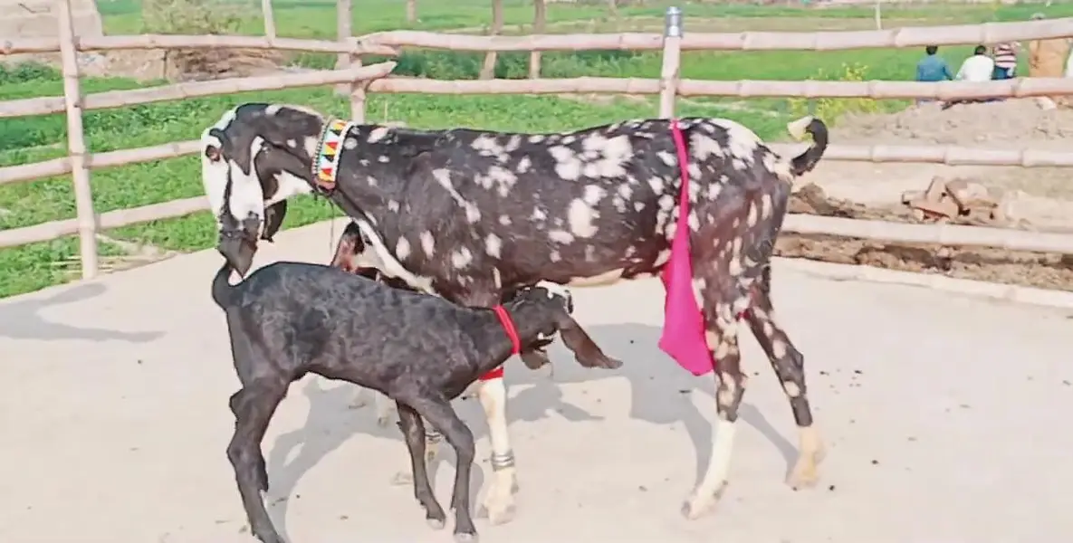 2 Bacchon ka sath Desi Bakri For Sale/ 03279583582 — photo 2