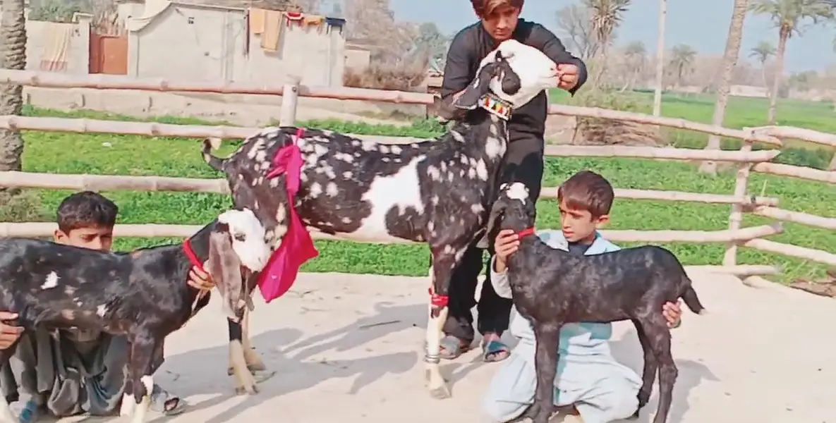 2 Bacchon ka sath Desi Bakri For Sale/ 03279583582 — photo 3