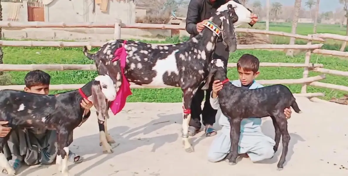 2 Bacchon ka sath Desi Bakri For Sale/ 03279583582 — photo 4