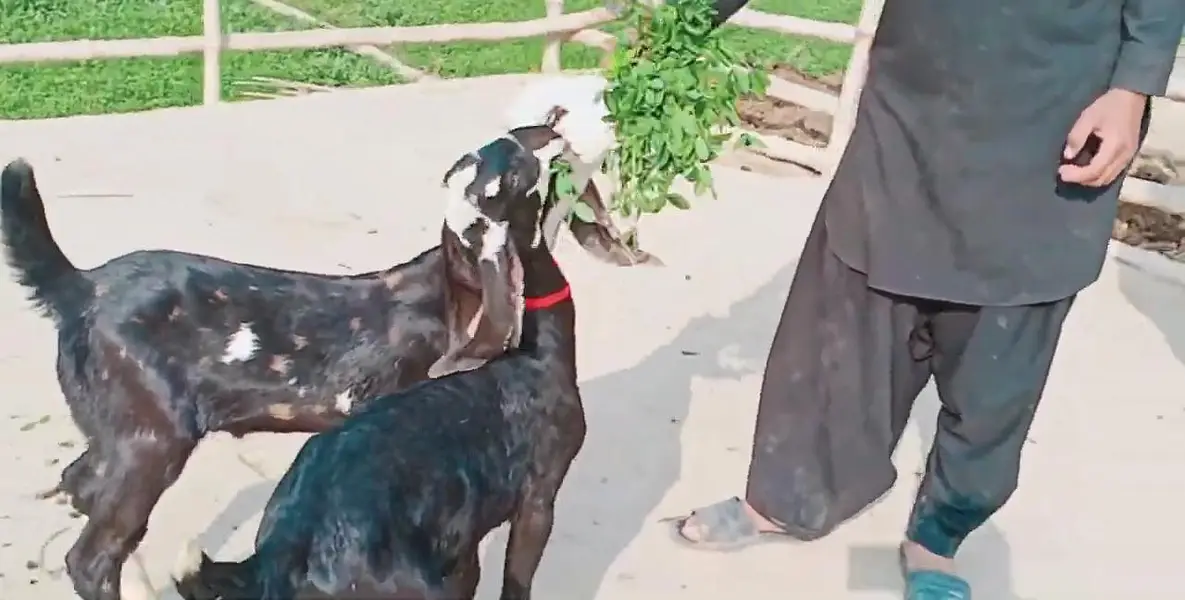 2 Bacchon ka sath Desi Bakri For Sale/ 03279583582 — photo 5
