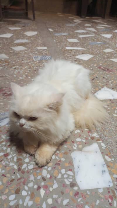 White Persion Cat