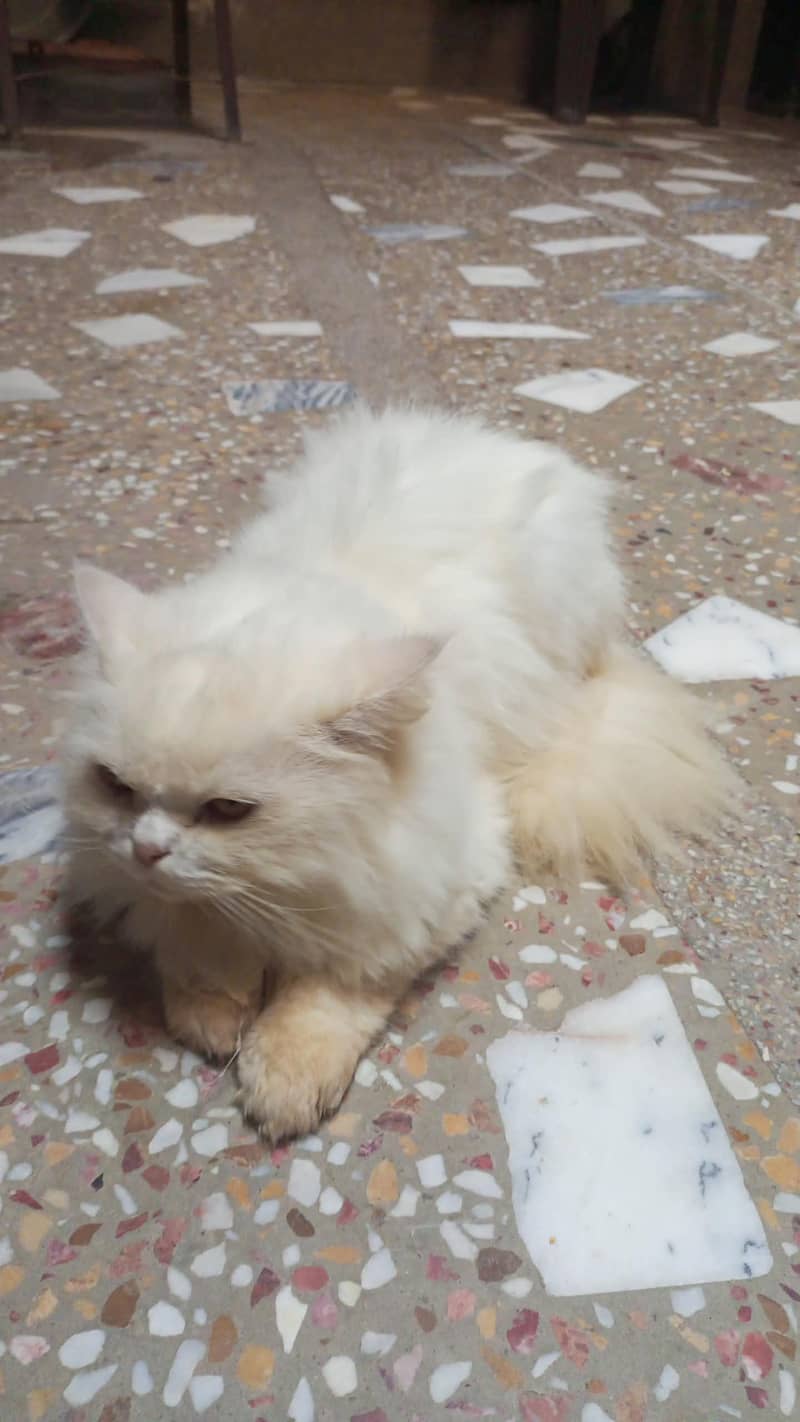 White Persion Cat 0
