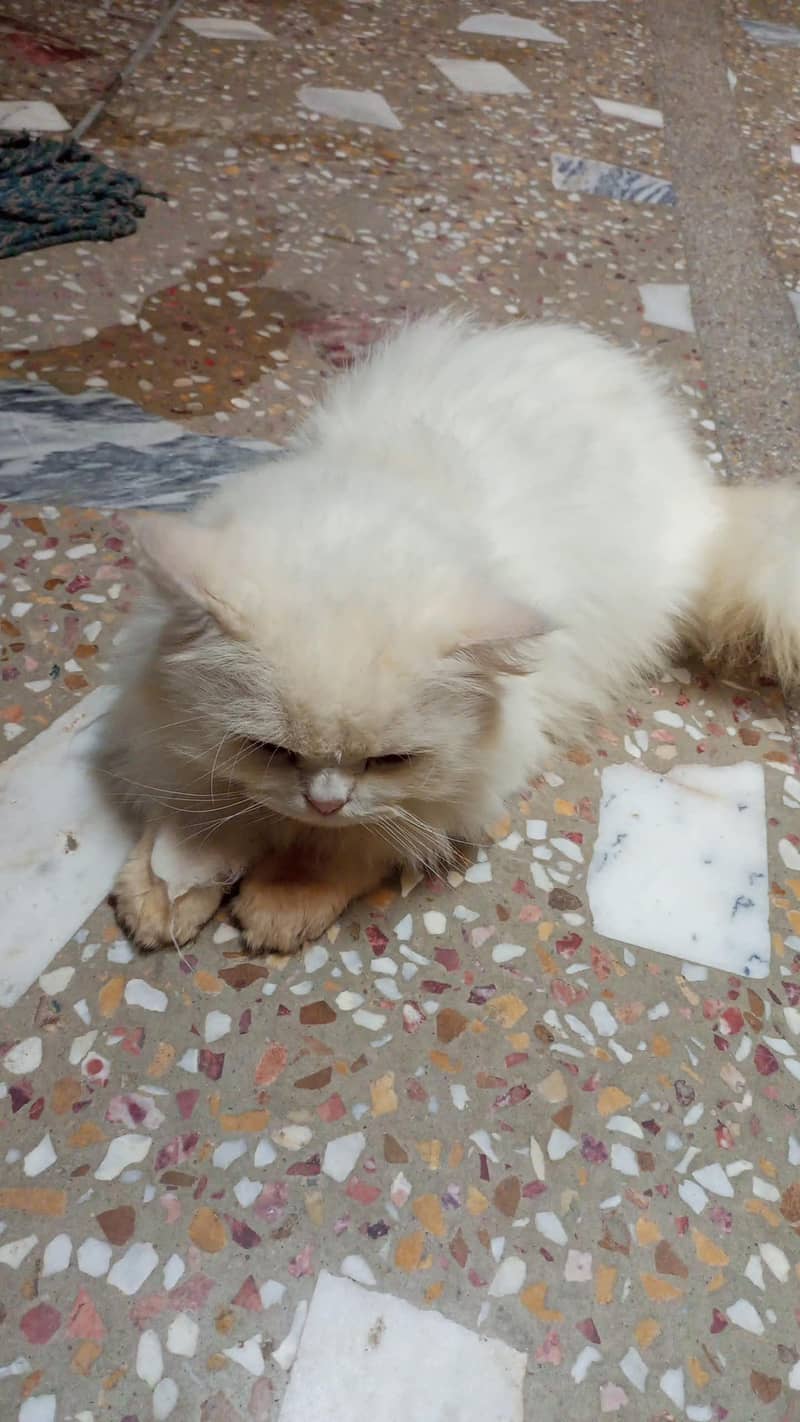 White Persion Cat 1