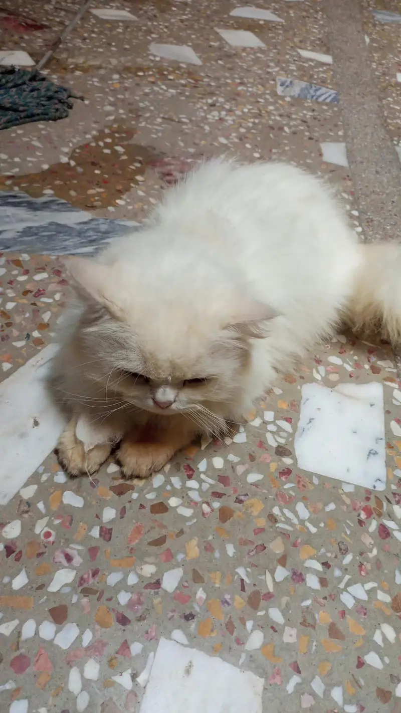 White Persion Cat — photo 2