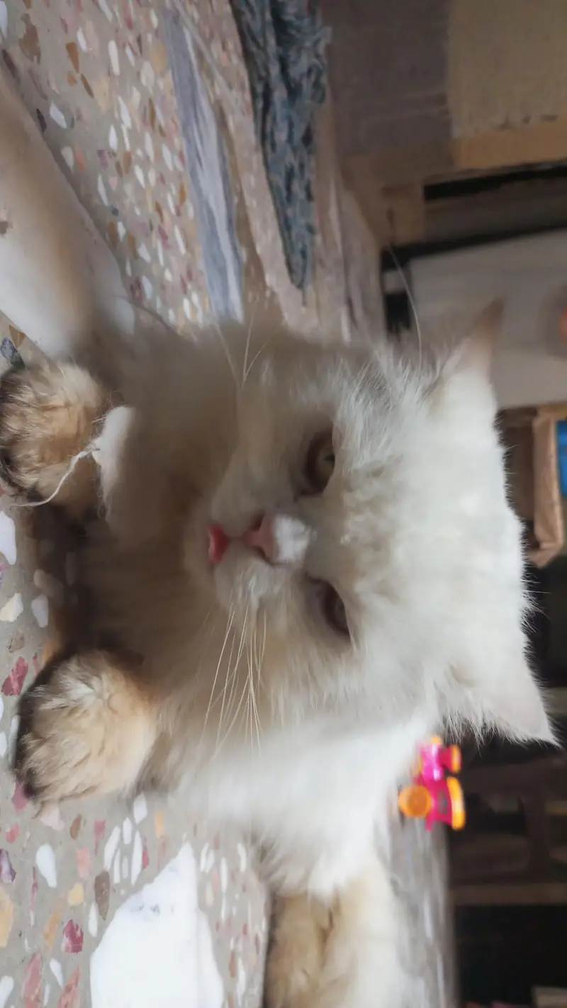 White Persion Cat — photo 3