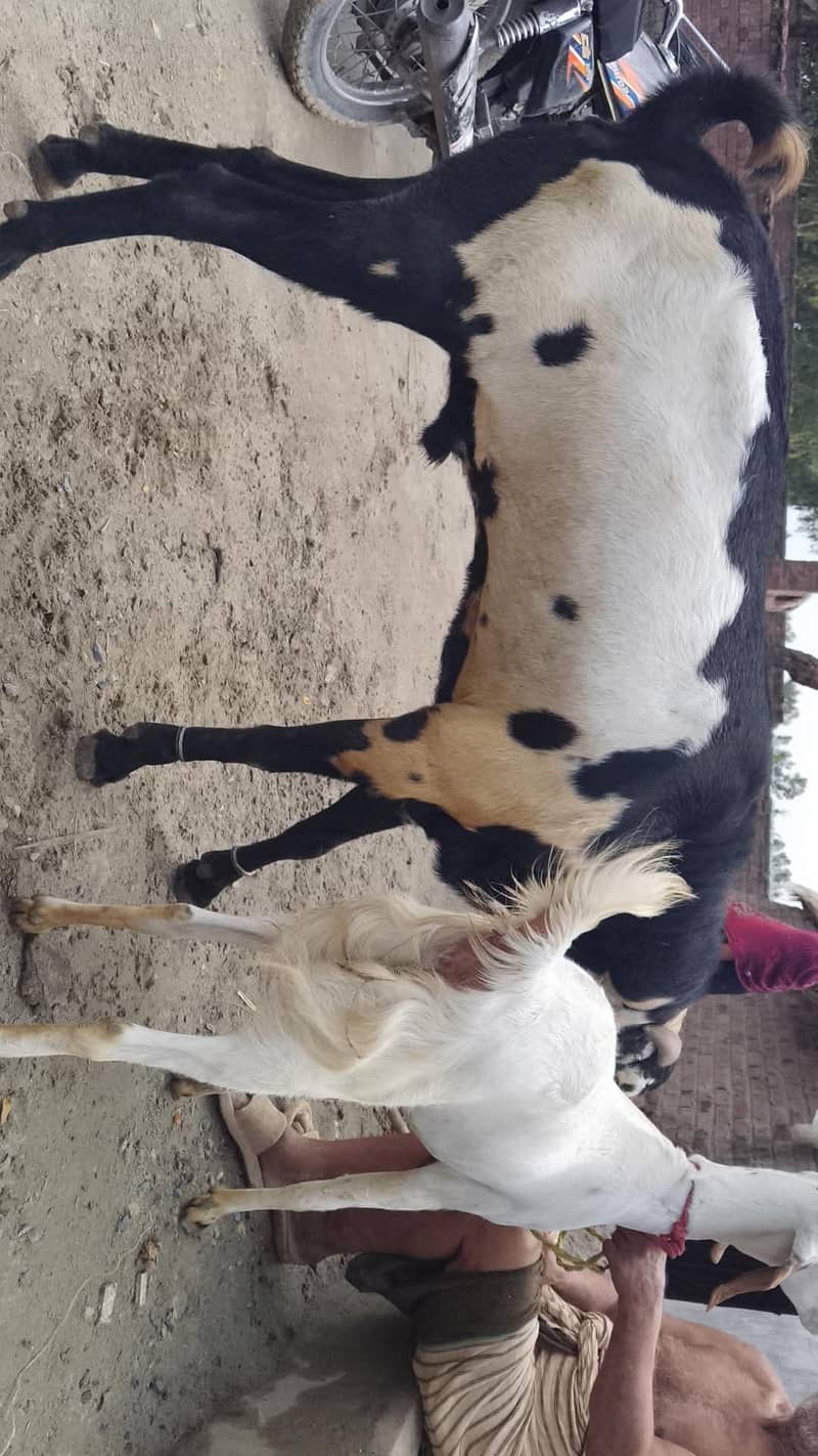 brider bakra 0