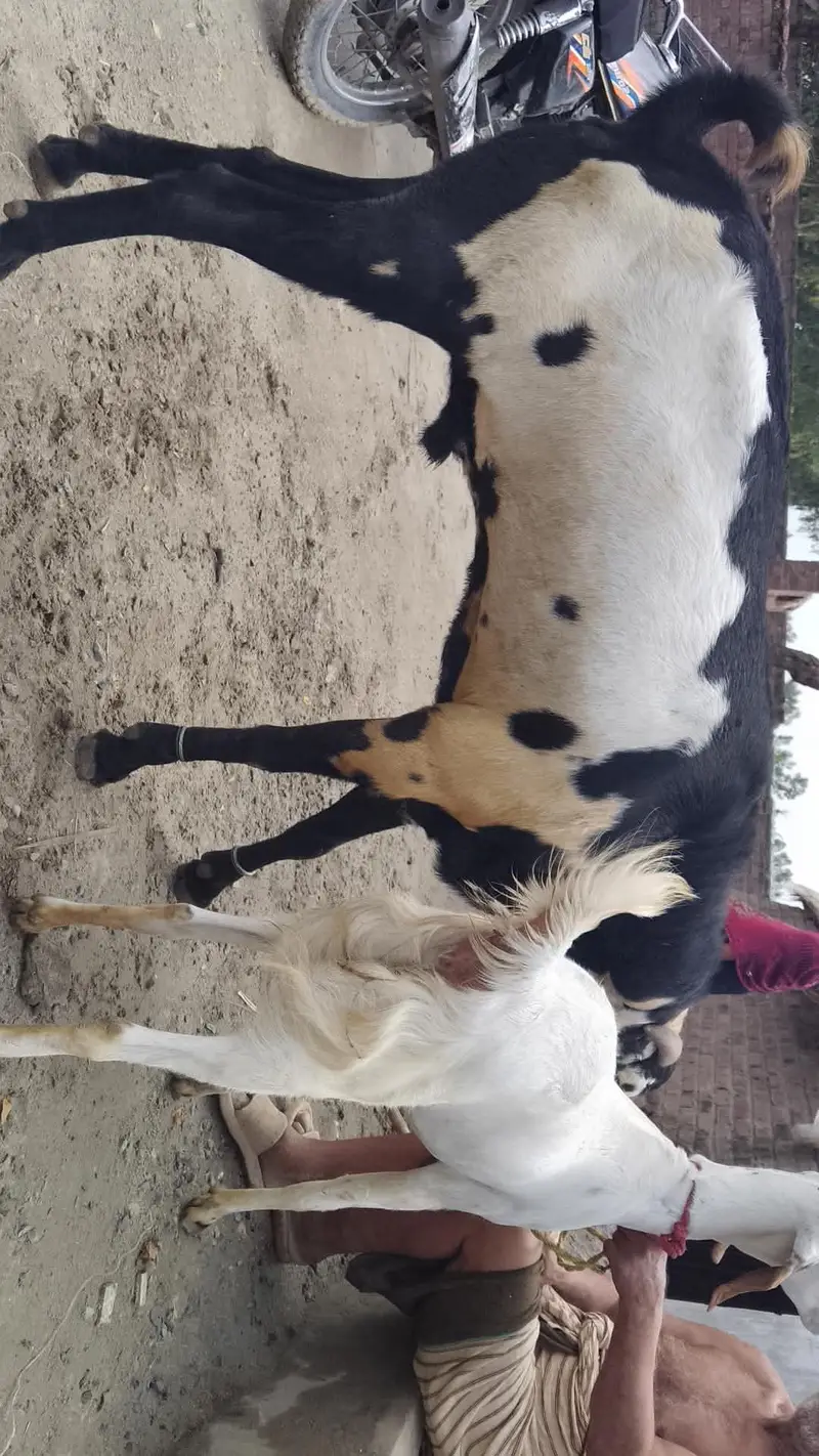brider bakra