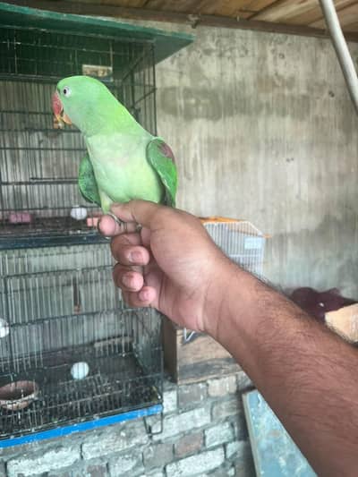Rawl female hand taim bolti ha