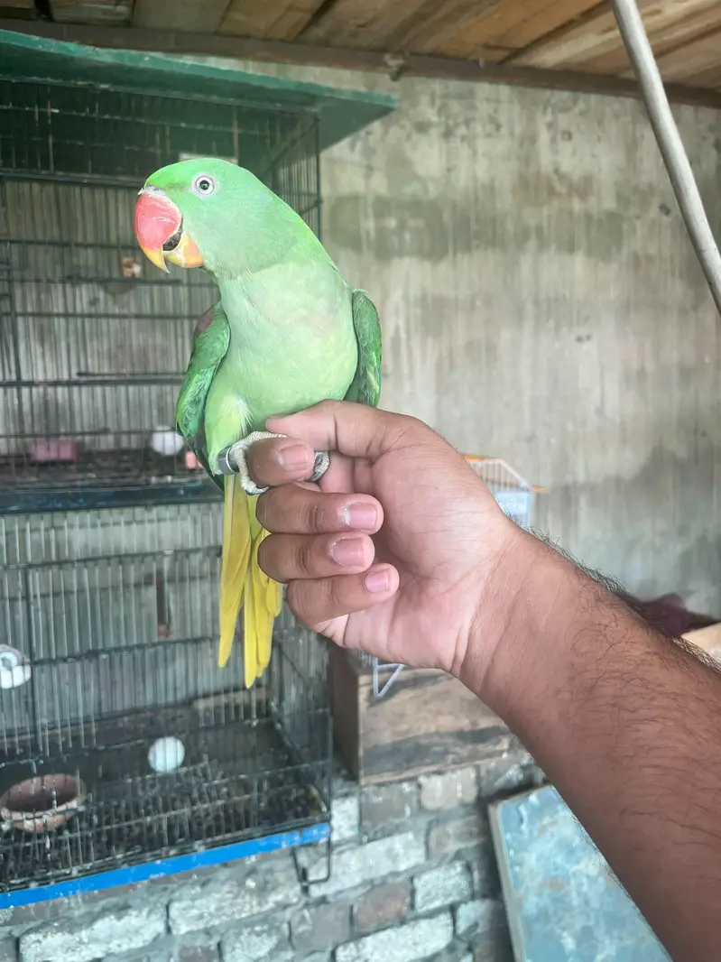 Rawl female hand taim bolti ha — photo 2