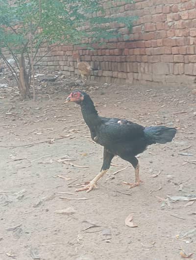 Black Aseel Hen Available _