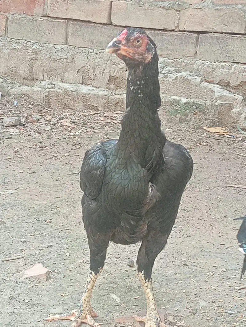 Black Aseel Hen Available _ — photo 2