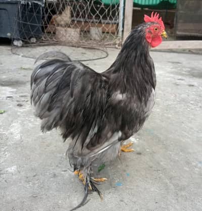 Bantam Breeder