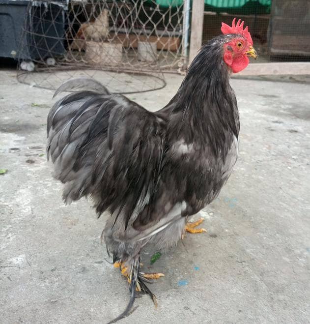 Bantam Breeder 1