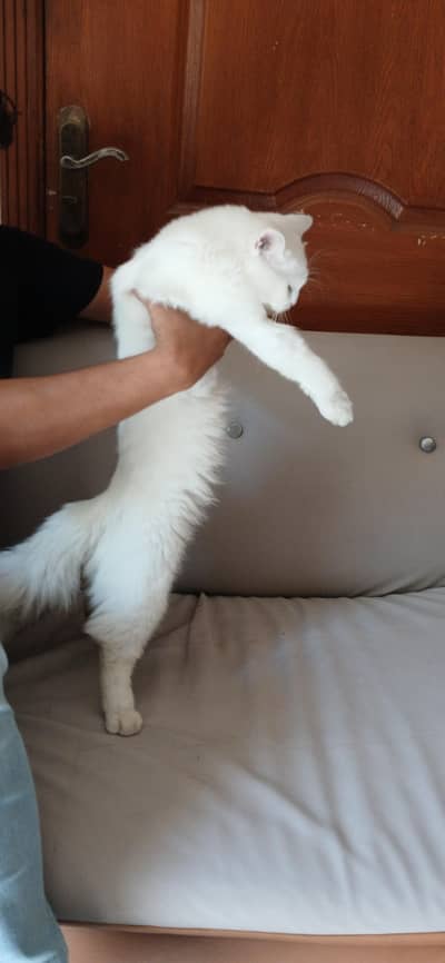 Persial double coat cat for sale in rawalpindi islamabad