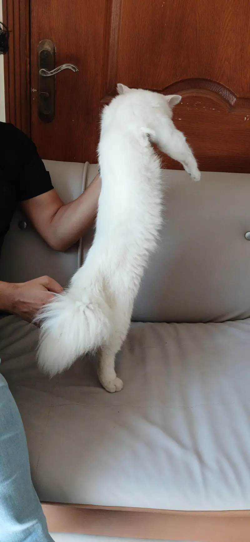 Persial double coat cat for sale in rawalpindi islamabad — photo 2