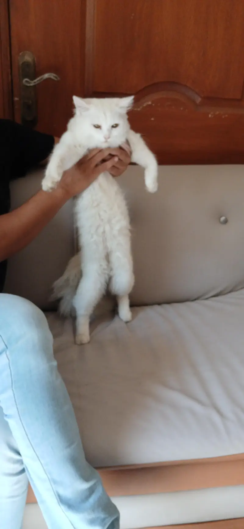 Persial double coat cat for sale in rawalpindi islamabad — photo 3