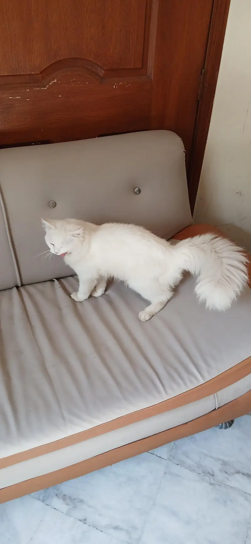 Persial double coat cat for sale in rawalpindi islamabad — photo 4