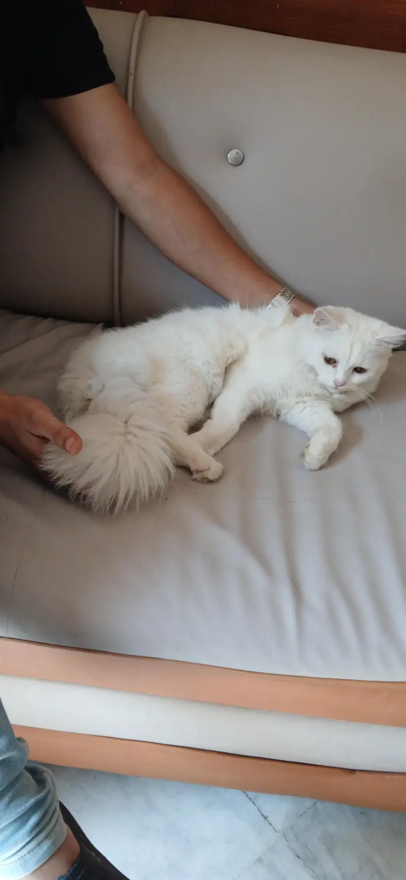Persial double coat cat for sale in rawalpindi islamabad — photo 8