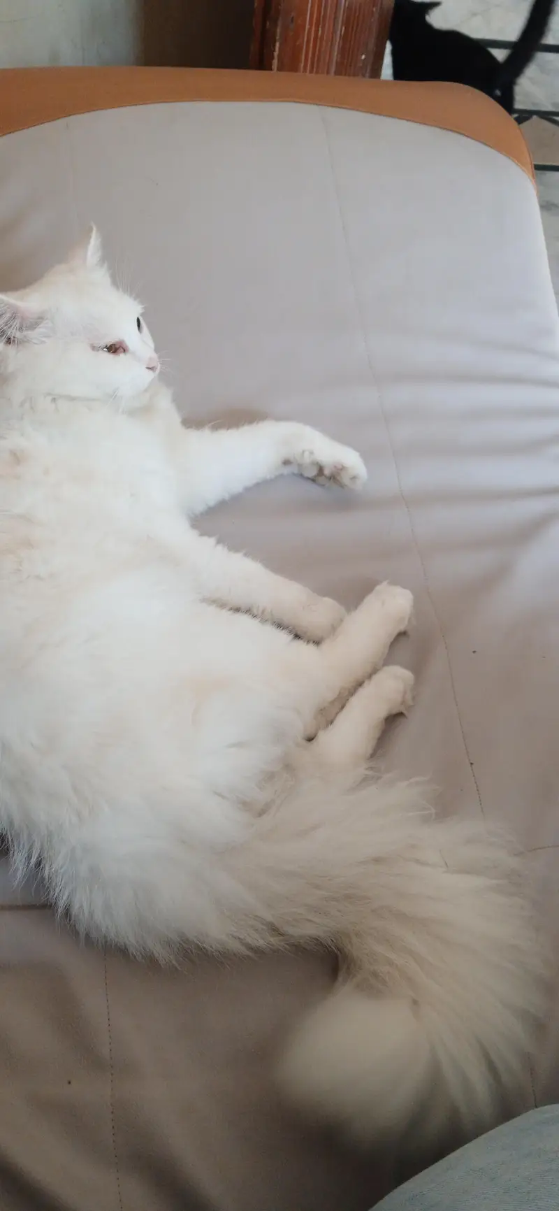 Persial double coat cat for sale in rawalpindi islamabad — photo 9