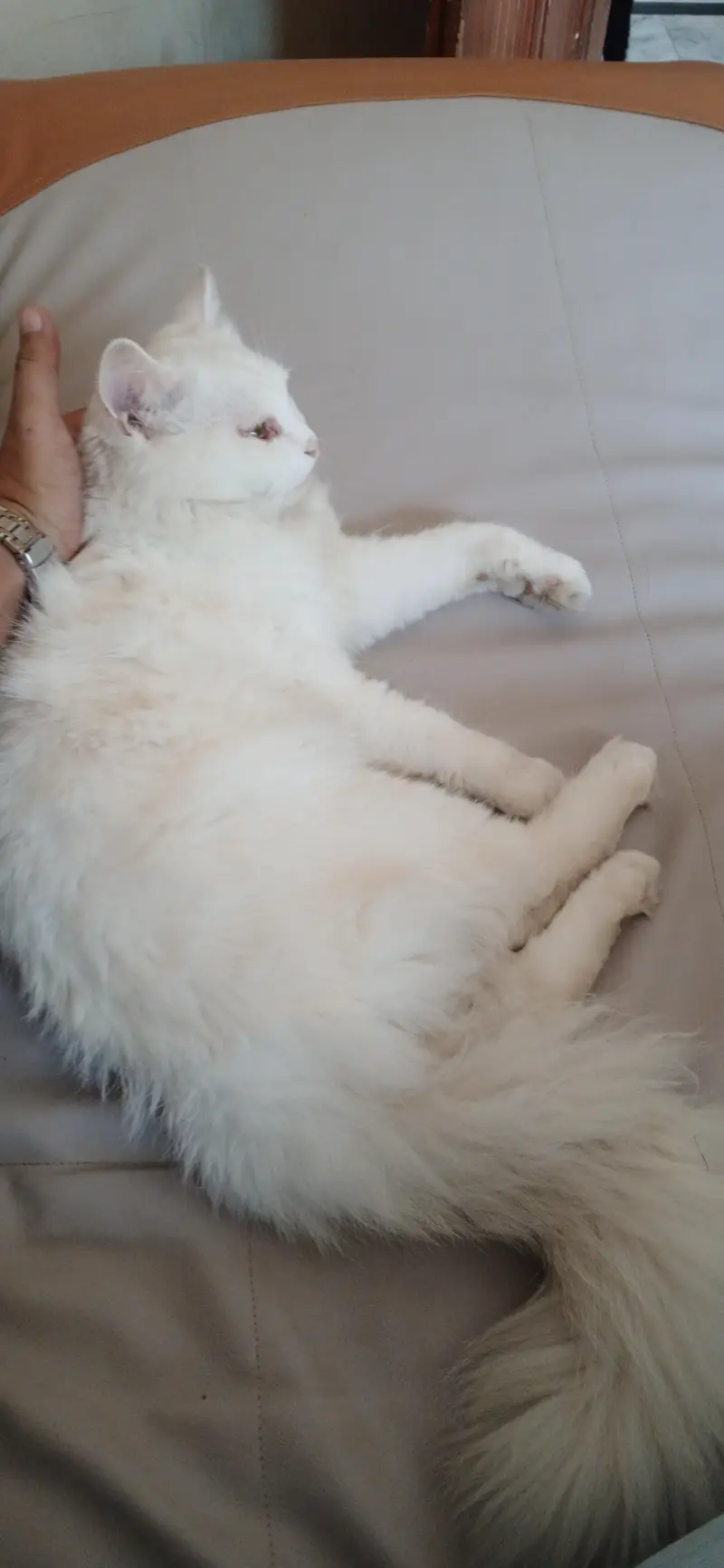 Persial double coat cat for sale in rawalpindi islamabad — photo 10