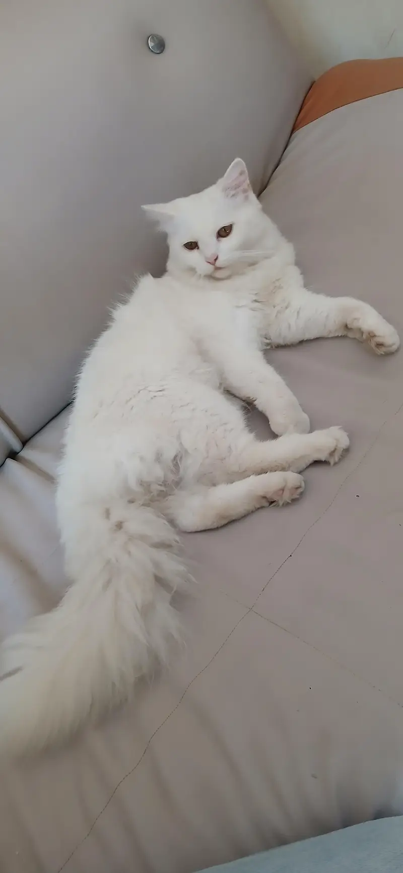 Persial double coat cat for sale in rawalpindi islamabad — photo 11