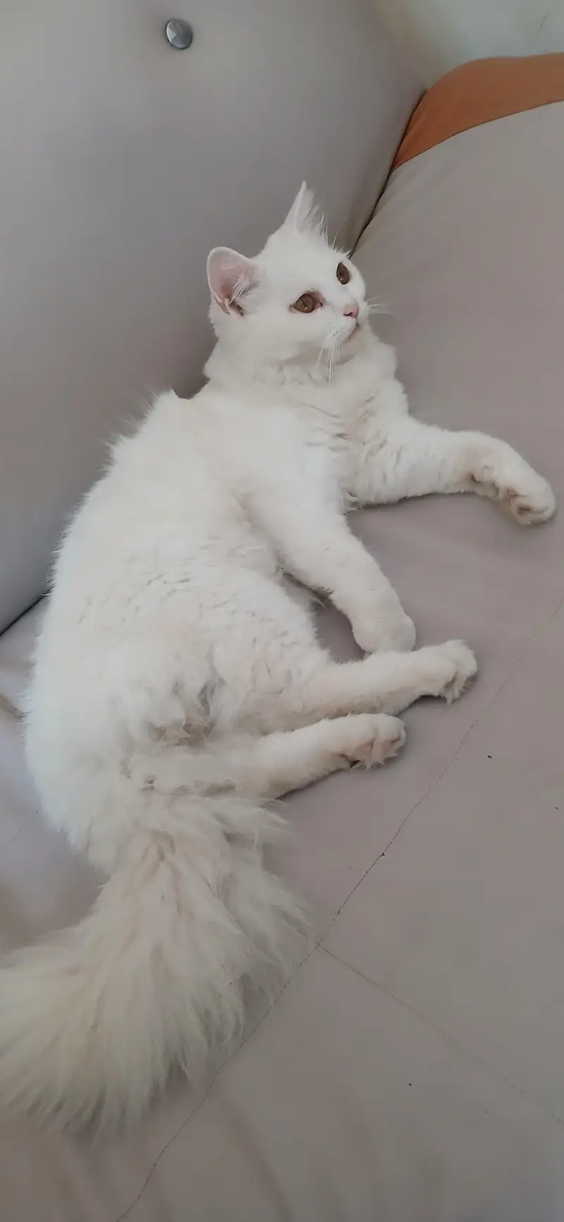 Persial double coat cat for sale in rawalpindi islamabad — photo 12