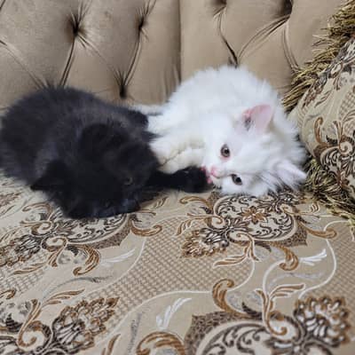 Persian Kittens for sale | White Female & Black Male
