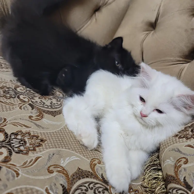 Persian Kittens for sale | White Female & Black Male — photo 2
