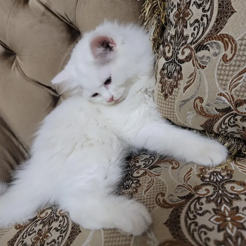 Persian Kittens for sale | White Female & Black Male — photo 3