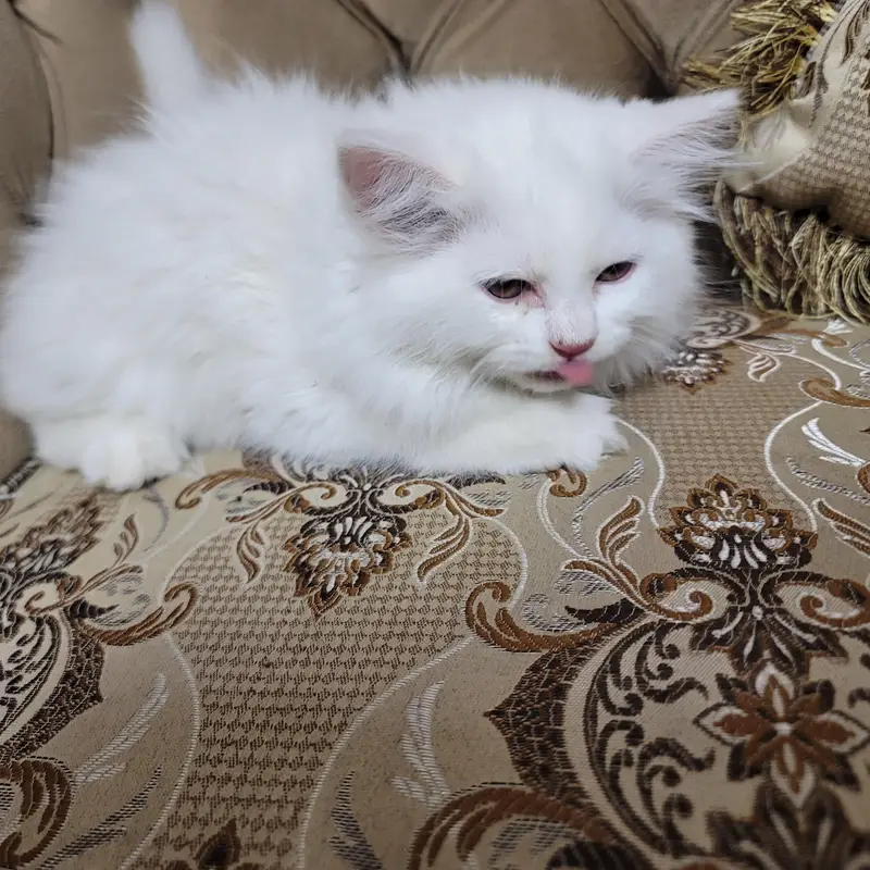 Persian Kittens for sale | White Female & Black Male — photo 4